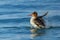 Female Merganser (Mergus merganser)