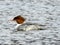 Female Merganser on a Rockland Lake