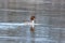 Female merganser swims in the Bug River in Poland.