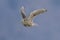 Female Merlin in flying