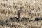 A female Merlin looking for a prey in a winter rice pady.