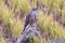 Female Merlin in a winter rice paddy