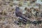 Female Merlin in a winter rice paddy