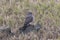 Female Merlin in a winter rice paddy