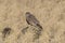 Female Merlin in a winter rice paddy