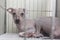 A female mexican hairless dog or Xoloitzcuintle in a cage at the dog pound, animal shelter or veterinarian clinic