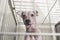 A female mexican hairless dog or Xoloitzcuintle in a cage at the dog pound, animal shelter or veterinarian clinic