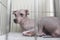 A female mexican hairless dog or Xoloitzcuintle lying inside a cage at the dog pound, animal shelter or veterinarian clinic