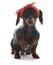 female miniature dachshund