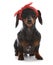 female miniature dachshund