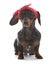 female miniature dachshund