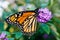 Female Monarch Butterfly (Danaus plexippus)