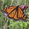 Female monarch butterfly Danaus plexippus on verbena bonariensis wildflower