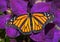 female Monarch butterfly on a deep purple Clematis