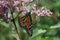 Female Monarch Butterfly feeding on Joe Pye Weed