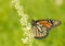 Female Monarch butterfly feeding on white Butterfly Bush fllower