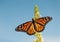 Female Monarch butterfly feeding on white flower