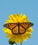 Female Monarch butterfly feeding on a wild sunflower