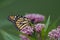 Female Monarch Butterfly feeds on Swamp Milkweed