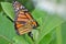 Female Monarch Butterfly laying egg