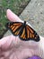 Female monarch butterfly release, butterfly posed on hand