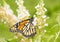 Female Monarch butterfly on a white Butterflybush