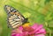 Female Monarch butterfly on Zinnia