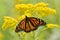 Female monarch on full flowered goldenrod