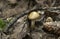 Female money spider, Labulla thoracica on fungi