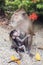 Female Monkey with Baby