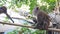 Female monkey feeding baby animal from tree in green jungle forest