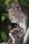 Female Monkey with Infant