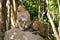 Female monkey and male monkey under shade of trees