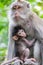 Female monkey and it`s cute baby breast feeding. Indonesia