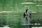 A female moorhen and her baby