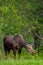 Female Moose Alces alces eating in Jackson Hole Wyoming in late May