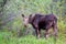 Female Moose Alces alces eating in Jackson Hole Wyoming in late May