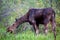 Female Moose Alces alces eating in Jackson Hole Wyoming in late May