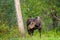 Female Moose Alces alces eating in Jackson Hole Wyoming in late May