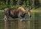 Female Moose Alces alces feeding in Fishercap Lake, Glacier National Park