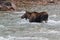 Female moose, alces alces, in Medicine River