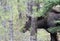 Female moose behind tree