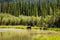 Female Moose with Calf along the Alaska Highway