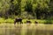 Female Moose with Calf along the Alaska Highway