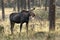 Female moose chews on a plant