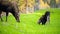 Female Moose Cow Calf Feeding On Grass Alaska Wilderness