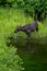 Female moose cow drinking out of the Snake River in Jackson Wyoming in Grand Teton National Park