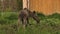 Female moose eating birch branches