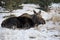 Female Moose Laying Down In The Snow