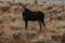 Female Moose in Sagebrush at Dawn